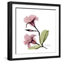 Pink Mandelila-Albert Koetsier-Framed Premium Giclee Print