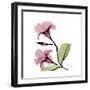 Pink Mandelila-Albert Koetsier-Framed Premium Giclee Print