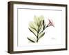 Pink Mandelilla-Albert Koetsier-Framed Art Print