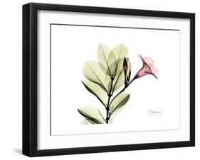 Pink Mandelilla-Albert Koetsier-Framed Art Print