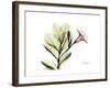 Pink Mandelilla-Albert Koetsier-Framed Art Print