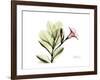 Pink Mandelilla-Albert Koetsier-Framed Art Print