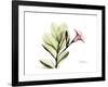 Pink Mandelilla-Albert Koetsier-Framed Art Print