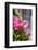 Pink Mandevilla vine blooming, Alberobello, Italy, Europe-Lisa S. Engelbrecht-Framed Photographic Print