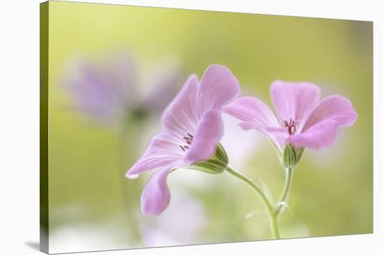 Pink Melody-Mandy Disher-Stretched Canvas