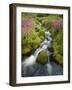 Pink Monkey Flowers Growing Along Stream, Mount Rainier National Park, Washington, USA-Stuart Westmoreland-Framed Photographic Print