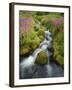 Pink Monkey Flowers Growing Along Stream, Mount Rainier National Park, Washington, USA-Stuart Westmoreland-Framed Photographic Print