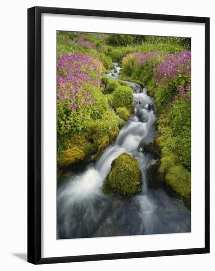 Pink Monkey Flowers Growing Along Stream, Mount Rainier National Park, Washington, USA-Stuart Westmoreland-Framed Photographic Print