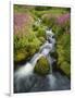 Pink Monkey Flowers Growing Along Stream, Mount Rainier National Park, Washington, USA-Stuart Westmoreland-Framed Photographic Print