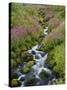 Pink Monkey Flowers Growing Along Stream, Mount Rainier National Park, Washington, USA-Stuart Westmoreland-Stretched Canvas