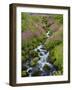 Pink Monkey Flowers Growing Along Stream, Mount Rainier National Park, Washington, USA-Stuart Westmoreland-Framed Photographic Print