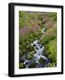 Pink Monkey Flowers Growing Along Stream, Mount Rainier National Park, Washington, USA-Stuart Westmoreland-Framed Photographic Print