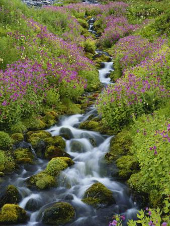 https://imgc.allpostersimages.com/img/posters/pink-monkey-flowers-growing-along-stream-mount-rainier-national-park-washington-usa_u-L-P9N5E70.jpg?artPerspective=n