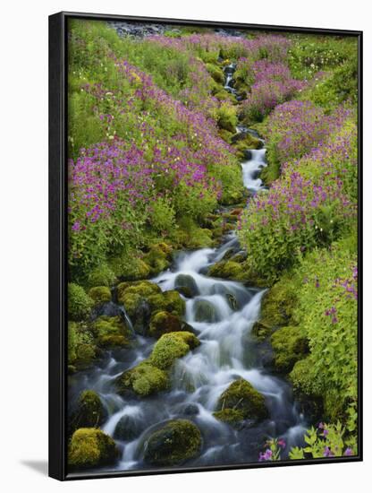 Pink Monkey Flowers Growing Along Stream, Mount Rainier National Park, Washington, USA-Stuart Westmoreland-Framed Photographic Print