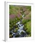 Pink Monkey Flowers Growing Along Stream, Mount Rainier National Park, Washington, USA-Stuart Westmoreland-Framed Photographic Print