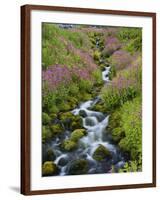 Pink Monkey Flowers Growing Along Stream, Mount Rainier National Park, Washington, USA-Stuart Westmoreland-Framed Photographic Print