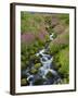 Pink Monkey Flowers Growing Along Stream, Mount Rainier National Park, Washington, USA-Stuart Westmoreland-Framed Photographic Print