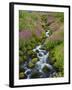 Pink Monkey Flowers Growing Along Stream, Mount Rainier National Park, Washington, USA-Stuart Westmoreland-Framed Photographic Print