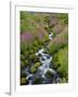 Pink Monkey Flowers Growing Along Stream, Mount Rainier National Park, Washington, USA-Stuart Westmoreland-Framed Photographic Print