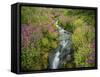 Pink Monkey Flowers Growing Along Stream, Mount Rainier National Park, Washington, USA-Stuart Westmoreland-Framed Stretched Canvas