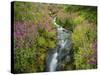 Pink Monkey Flowers Growing Along Stream, Mount Rainier National Park, Washington, USA-Stuart Westmoreland-Stretched Canvas