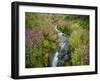 Pink Monkey Flowers Growing Along Stream, Mount Rainier National Park, Washington, USA-Stuart Westmoreland-Framed Photographic Print