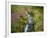 Pink Monkey Flowers Growing Along Stream, Mount Rainier National Park, Washington, USA-Stuart Westmoreland-Framed Photographic Print