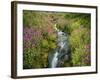 Pink Monkey Flowers Growing Along Stream, Mount Rainier National Park, Washington, USA-Stuart Westmoreland-Framed Photographic Print