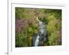 Pink Monkey Flowers Growing Along Stream, Mount Rainier National Park, Washington, USA-Stuart Westmoreland-Framed Photographic Print