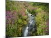 Pink Monkey Flowers Growing Along Stream, Mount Rainier National Park, Washington, USA-Stuart Westmoreland-Mounted Photographic Print