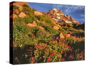 Pink Monkeyflowers below Mt. Hood-Steve Terrill-Stretched Canvas