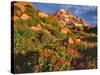 Pink Monkeyflowers below Mt. Hood-Steve Terrill-Stretched Canvas