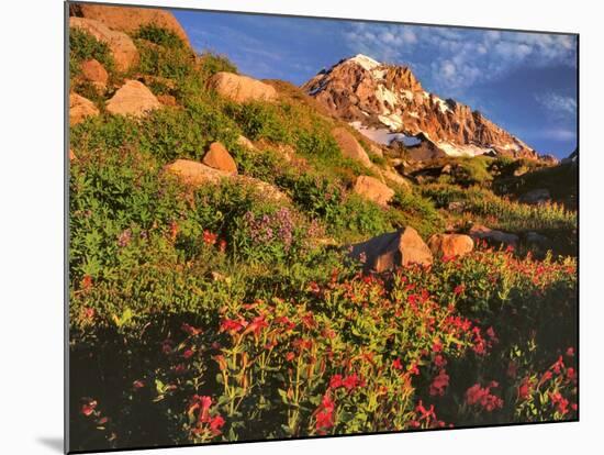 Pink Monkeyflowers below Mt. Hood-Steve Terrill-Mounted Photographic Print