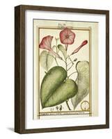 Pink Morning Glory (Ipomoea Carnea), 1789-null-Framed Giclee Print