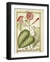 Pink Morning Glory (Ipomoea Carnea), 1789-null-Framed Giclee Print