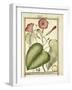 Pink Morning Glory (Ipomoea Carnea), 1789-null-Framed Giclee Print