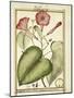 Pink Morning Glory (Ipomoea Carnea), 1789-null-Mounted Giclee Print