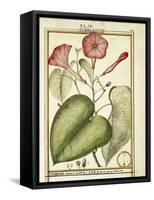 Pink Morning Glory (Ipomoea Carnea), 1789-null-Framed Stretched Canvas