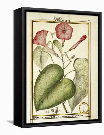 Pink Morning Glory (Ipomoea Carnea), 1789-null-Framed Stretched Canvas