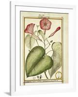 Pink Morning Glory (Ipomoea Carnea), 1789-null-Framed Giclee Print