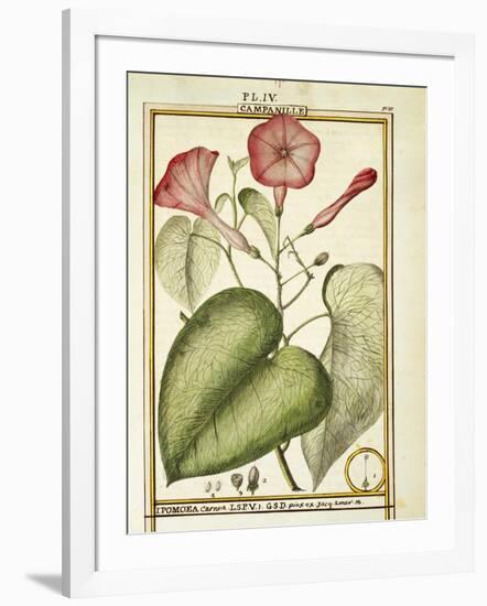 Pink Morning Glory (Ipomoea Carnea), 1789-null-Framed Giclee Print