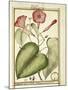 Pink Morning Glory (Ipomoea Carnea), 1789-null-Mounted Giclee Print