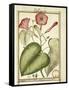 Pink Morning Glory (Ipomoea Carnea), 1789-null-Framed Stretched Canvas