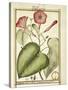 Pink Morning Glory (Ipomoea Carnea), 1789-null-Stretched Canvas