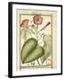 Pink Morning Glory (Ipomoea Carnea), 1789-null-Framed Giclee Print