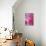 Pink Morning-Karyn Millet-Photographic Print displayed on a wall