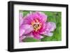 Pink Mountain Peony, Usa-Lisa S. Engelbrecht-Framed Photographic Print