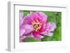 Pink Mountain Peony, Usa-Lisa S. Engelbrecht-Framed Photographic Print