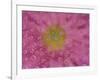 Pink Mums, Washington, USA-Jamie & Judy Wild-Framed Photographic Print