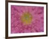 Pink Mums, Washington, USA-Jamie & Judy Wild-Framed Photographic Print